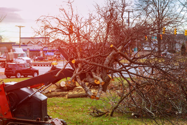 Best Root Management and Removal  in Keary, NE